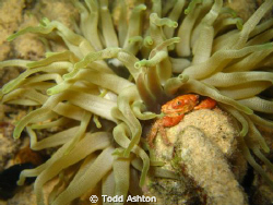 Night dive on Bari Reef Bonaire brought out this crab for... by Todd Ashton 